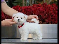 Mini Bichons Dog Champion Bloodline - Imported From Europe Top Quality