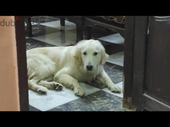 كلب جولدن ريتريفر ٦ شهور للبيع