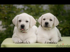 Labrador puppies female From Russia