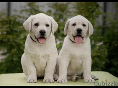 Labrador puppies female From Russia - 2