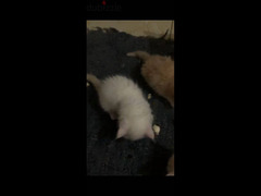 قطط شيراز اصلي للبيع - 3