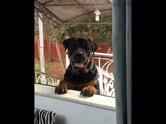 Rottweiler For Sale - 2