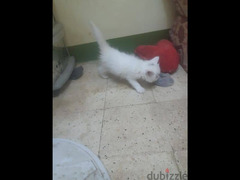 قط شيرازي عمر ٤٥ يوم للبيع من أب هيمالايا وام شيرازي - 2