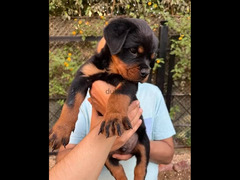 rottwiler puppies are available | كلاب روت وايلر - 3