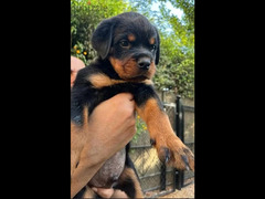 rottwiler puppies are available | كلاب روت وايلر - 4