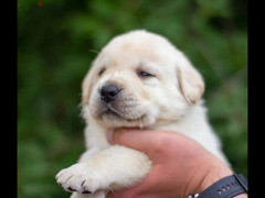 Labrador retriever puppies Boys Fci from Russia - 2