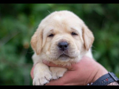 Labrador retriever puppies Boys Fci from Russia - 3