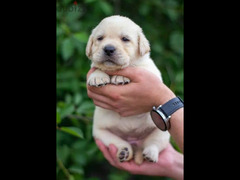 Labrador retriever puppies Boys Fci from Russia - 4