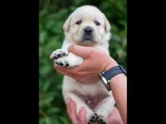 Labrador retriever puppies Boys Fci from Russia - 5