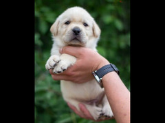 Labrador retriever puppies Boys Fci from Russia - 6