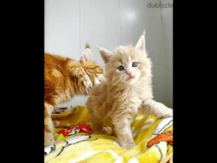 Special Maine Coon kitten girl From Russia