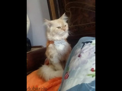 قطة شرازي عمر سنه - 2