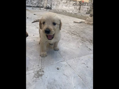 Pure  - Golden Retriever  -   جولدن ريتريفر -   للبيع