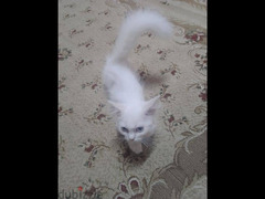 قطه شيرازي - 3