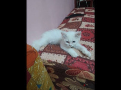 قطه شيرازي - 4