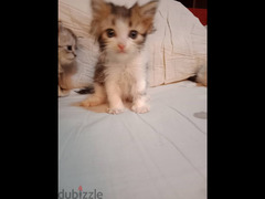 ٦ قطط شيرازي صغيرين - 4