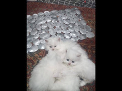 2 قطة بنات للبيع شيراز بيور - 6