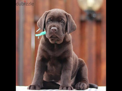 Labrador chocolate boy from Russia