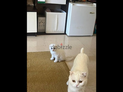 White Scottish fold kitten - 1