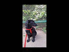 كلبة بلاك ريتريفر ( جولدن ) ٦ شهور متطعمة بالورق و متدربة - 1