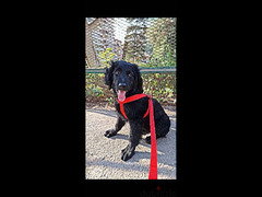 كلبة بلاك ريتريفر ( جولدن ) ٦ شهور متطعمة بالورق و متدربة - 2