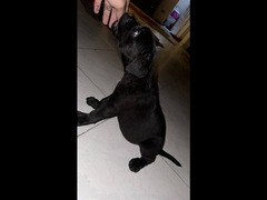 Cane Corso Puppy - 3