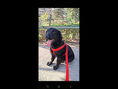 كلبة بلاك ريتريفر ( جولدن ) ٦ شهور متطعمة بالورق و متدربة - 3