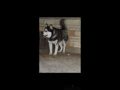 كلبة هاسكى husky dog - 3