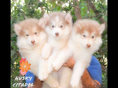 جراوي هاسكي للبيع. . husky puppies for sale