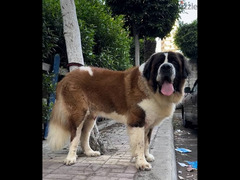 ذكر سانت برنارد . . male saint bernard