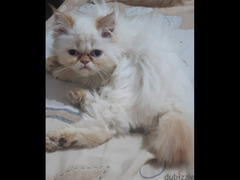 قطة هيمالايا جميلة للبيع فى الاسكندرية - 1