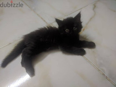 قط شيرازي أسود