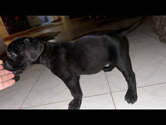 Cane Corso Puppy - 4