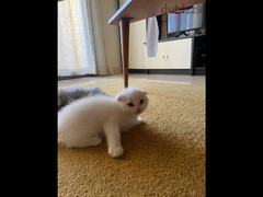 White Scottish fold kitten - 3