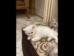 قطط شيرازي بيور عمر 45 يوم - 3