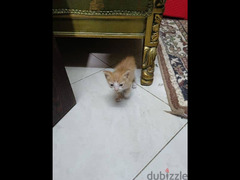 قطه بلدي تبني - 1