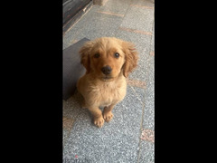 pure golden retriever puppy with all of his accessories and vaccinated - 2