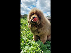 Tibetan mastiff Puppy Female From Russia - 4