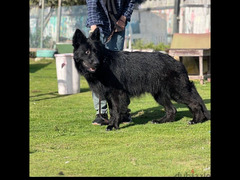 كلب رويال بلاك استاندر - 4