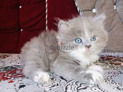 قطط ٤٥ يوم للبيع شيرازي بيور اب وام شيرازي عيون زرقاء - 4