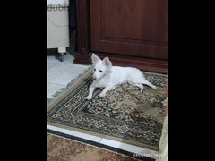 كلب دكر وكلبة نتاية لولو فوكس علي جريفون الماني للبيع