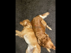 Golden retriever puppies - 3