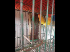 عصافير ابلاين اورانج - 1