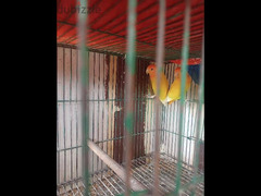 عصافير ابلاين اورانج - 2