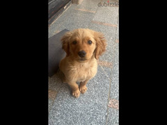 6 month golden retriever vaccinated with all of his accessories - 4