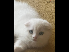 White Scottish fold kitten - 4