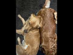 Golden retriever puppies - 4
