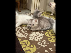 قطط شيرازي بيور عمر 45 يوم - 4