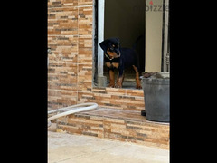 55 days Rottweiler