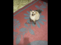 قطه شيرازي سنه وشهرين نظيفه جدا - 2